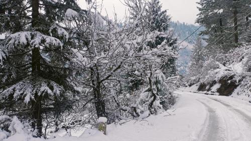 a snow covered tree next to a snow covered road at Baan by Snow City Farm in Vashisht