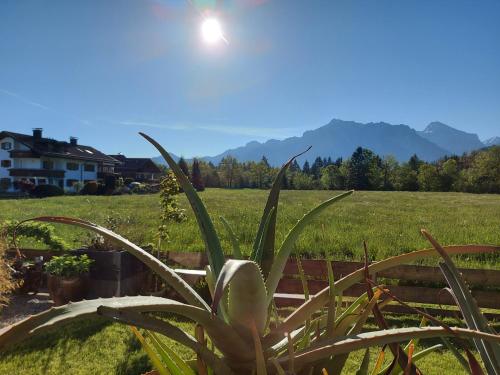 a plant in a field with the sun in the sky at Ferienbungalow Schlossblick in Füssen