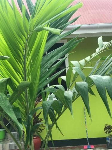 a group of plants in front of a green wall at L&J Modern Backpackers Kinondoni in Dar es Salaam
