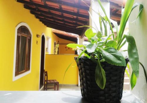 Suites Americanas Em Jaconé في جاكوني: مزهرية سوداء مع زرع يجلس على طاولة