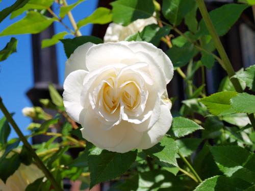 a white rose with a yellow center at Hotel Chalet Swiss in Interlaken