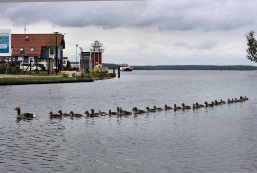 a group of ducks swimming in the water at Villa Seeschwalbe Plau in Plau am See