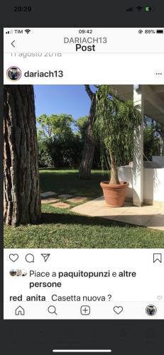 a screenshot of a text message about a potted plant at Gli Ulivi Rosamarina Ostuni in Rosa Marina
