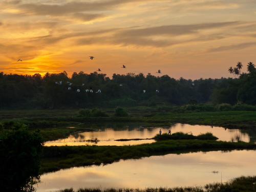 a group of birds flying over a river at sunset at Ceylon Lodge - Airport Transit Hotel & Hostel in Negombo