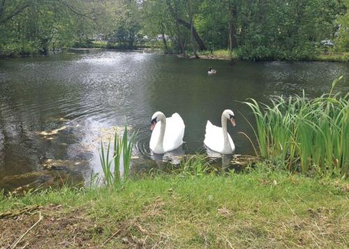 two swans are swimming in the water at Barlings Country Park in Langworth