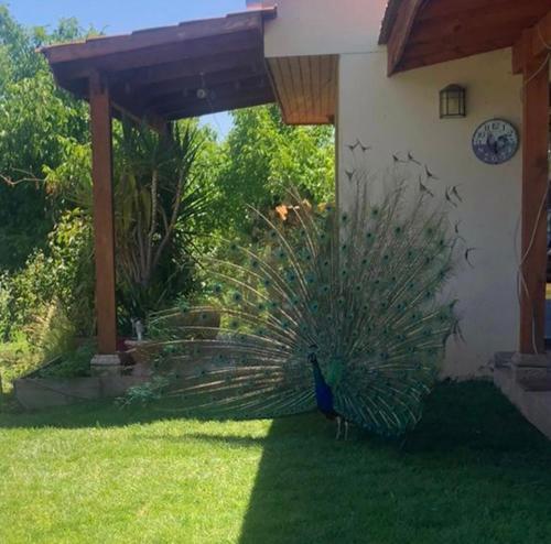 a peacock standing on the grass near a house at Alojamiento Los Nogales in Santa Cruz