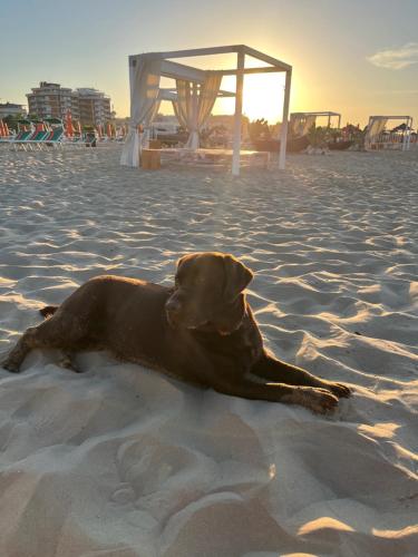 a dog laying in the sand on a beach at Hotel Le Ali in Rimini