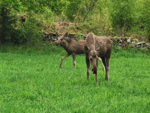 two animals standing in a field of grass at Äppelgården in Sollebrunn