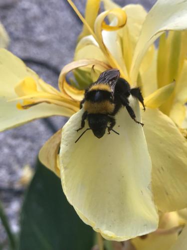a bumblebee is sitting on a yellow flower at Relaxing and Comfortable Studio Near Falasarna Beaches in Plátanos