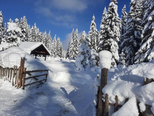 a snow covered forest with a wooden fence and trees at Vila Jelena in Jahorina