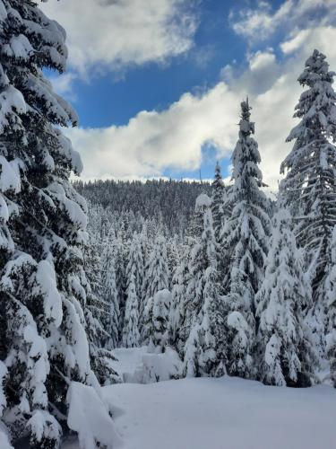a group of snow covered trees in a snow covered forest at Vila Jelena in Jahorina