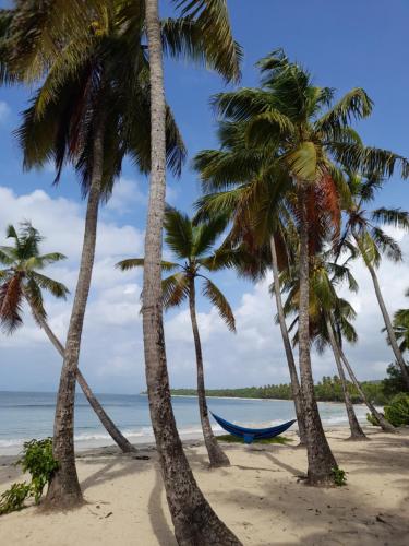 - un hamac entre palmiers sur une plage dans l'établissement MANOU, à Sainte-Anne