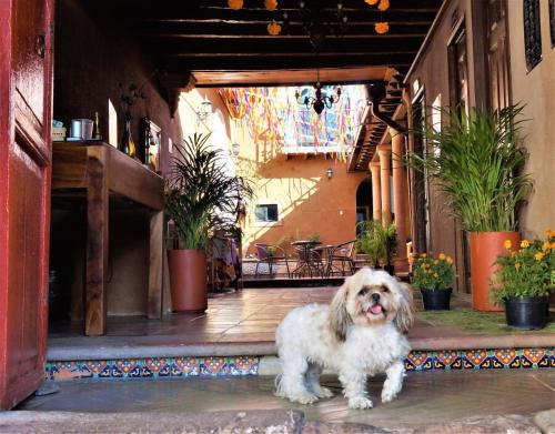 a white dog standing on the floor of a building at Posada El Palomar in Pátzcuaro