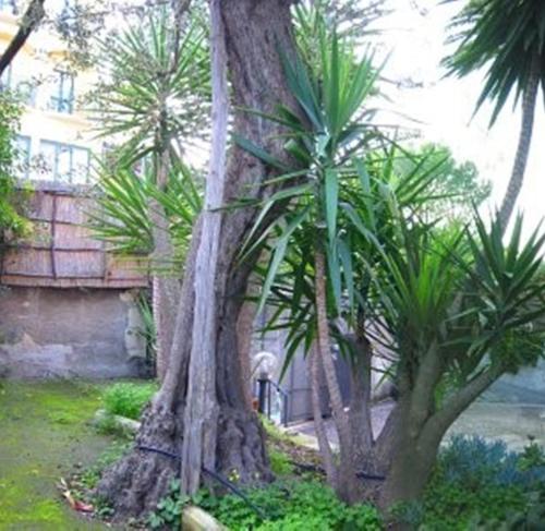 a group of palm trees in a yard at Villa Orchidea in Sorrento