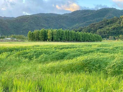 ホームステイの近くで見られる自然の景観