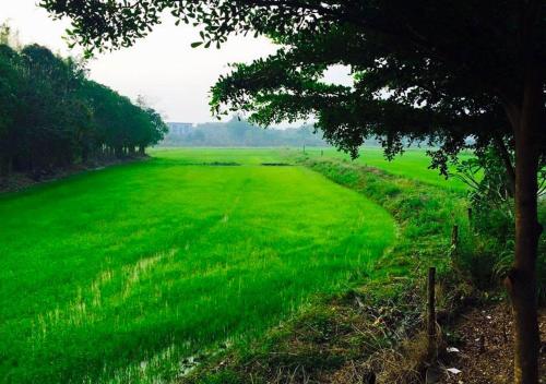 a large field of green grass with a tree at Chatchawan Resort in Ban Tha Sao