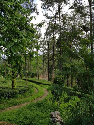 蒙纳Munnar Tea Estate Bungalow的森林中间的土路