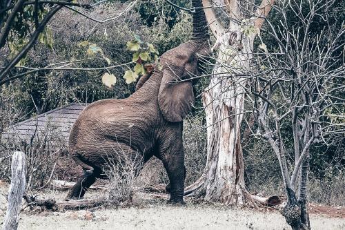 an elephant is standing next to a tree at Baluleni Safari Lodge in Grietjie Nature Reserve