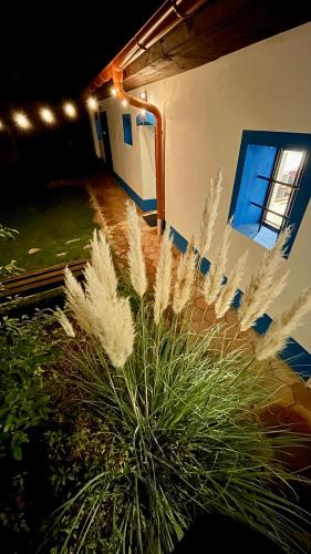 a plant with white feathers in front of a building at Chalupa Šakvice l Jižní Morava l Pálava in Šakvice