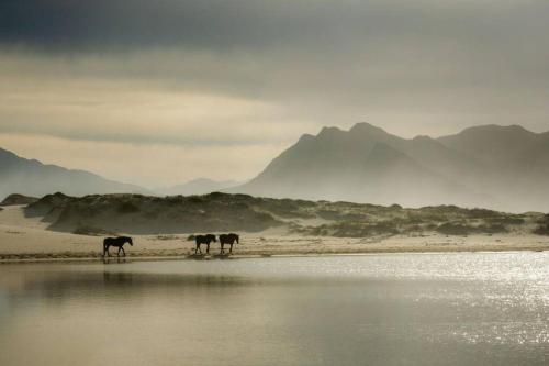 three horses walking on the beach near the water at Benguela Cove - Coastal Retreat in Hermanus