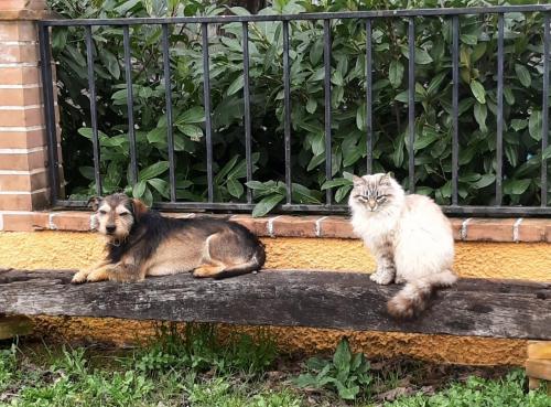 een hond en een kat op een bank bij APPARTAMENTI DOLCETURISMO FONTECAIME...RELAX... in Bevagna