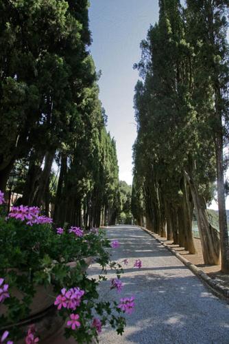 a tree lined road with purple flowers and trees at Villa Poggiano in Montepulciano