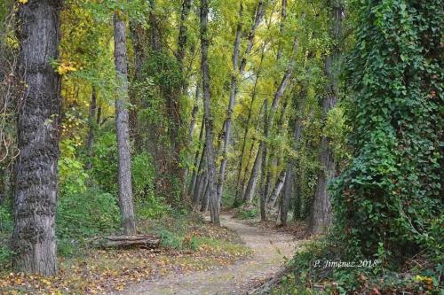 a dirt road through a forest with trees at La Casa del Río, piscina natural a 5 min en coche in Villacarrillo