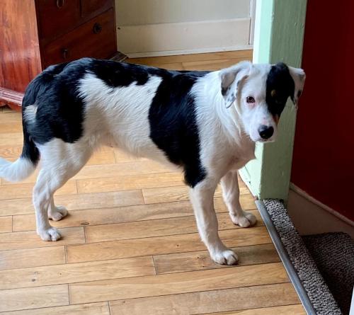 a black and white dog standing next to a door at King Size Bed, Private Parking, Centrally Located in Kilkenny