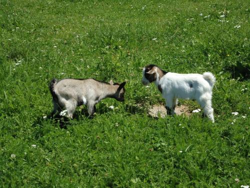 two goats standing in a field of grass at Erlebnisbauernhof Tschom in Sankt Kanzian