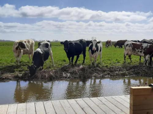 una manada de vacas de pie en un campo junto a un cuerpo de agua en Prive jacuzzi cows dairyfarm relaxing sleeping en Hitzum