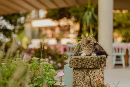 a cat sitting on a stone pillar in a garden at Hotel Carmen in Eforie Nord