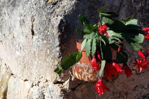Fotografie z fotogalerie ubytování Annexo v destinaci Llucmajor