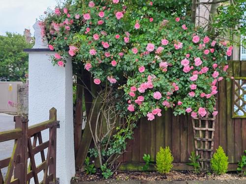 a bush of pink roses hanging on a fence at Tivoli Bungalow in Weston-super-Mare