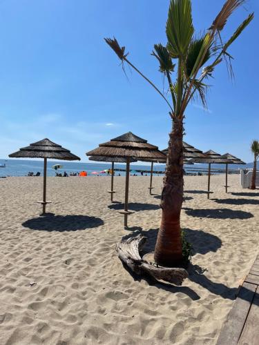 a palm tree on a sandy beach with umbrellas at Mobil Home Camping ARGELÈS SUR MER in Argelès-sur-Mer