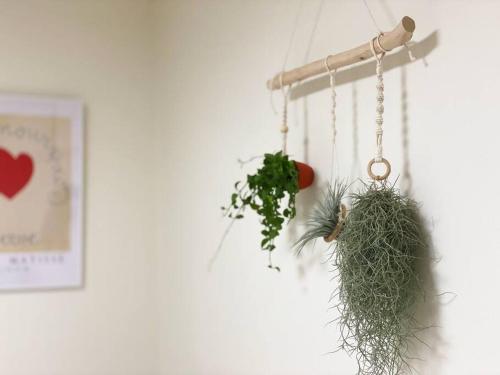 a plant hanging on a wall next to a hook at Gawkji House 곽지집 in Jeju