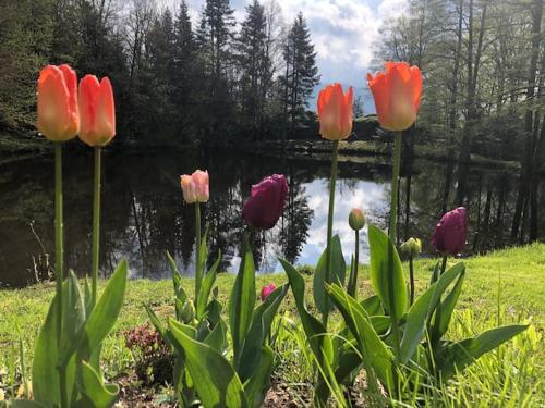 a group of tulips in front of a body of water at Accomodatie in Villa Werschmatt in Kruth