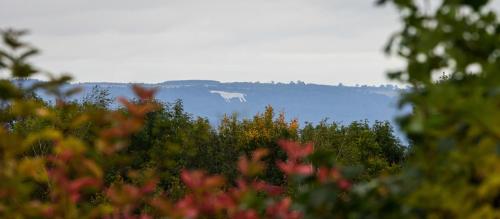 a white horse standing on top of a lake at Hollins Farm - Dog Friendly, Self Catering Holiday Lodges in Knaresborough