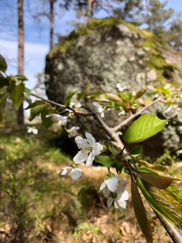 a tree with white flowers in front of a rock at Tofvehults Boende in Skaftet
