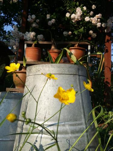 a group of flowers sitting on top of a concrete pot at Tofvehults Boende in Skaftet