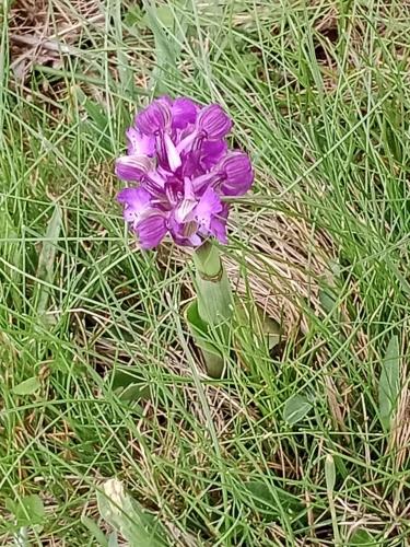 a purple flower in the middle of the grass at Chambres d'hotes La Combette in Le Bleymard