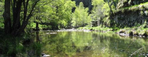 a river with trees and rocks in a forest at Chambres d'hotes La Combette in Le Bleymard