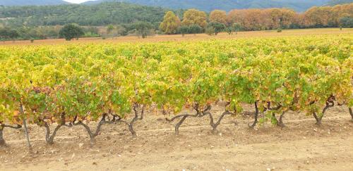 una fila de uvas verdes en un campo en chambre indépendante avec jardin privatif, en La Londe-les-Maures