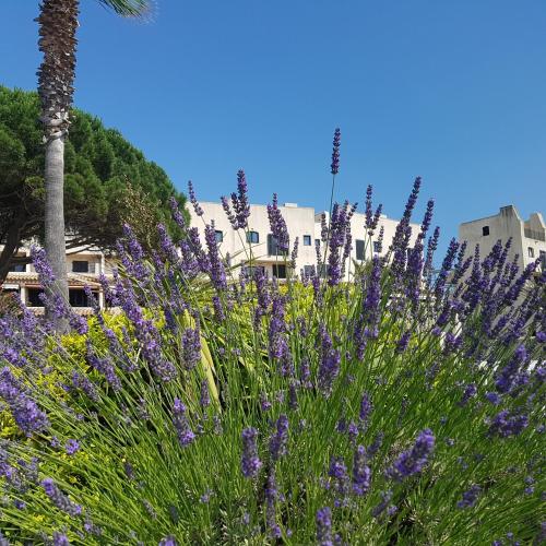 un champ de fleurs violettes avec un palmier dans l'établissement Magnifique 2 pièces vue port et mer, à Cogolin