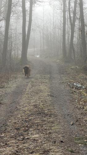a cat walking down a dirt road in the woods at Tofvehults Boende in Skaftet