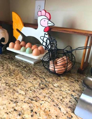 a counter with a tray of eggs and a chicken at Rare River Views & Access, Cabin by Eden Islands in Montague
