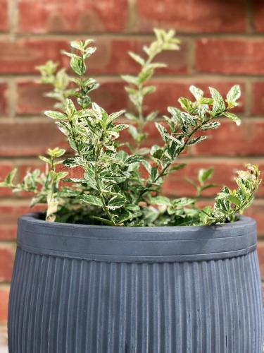 a gray pot with plants in it next to a brick wall at Spacious En-suite Private Double Bedroom in Oxford
