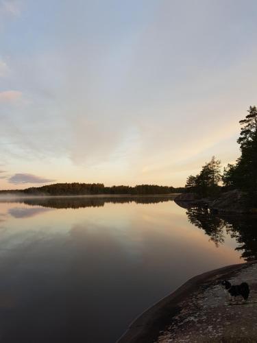 a dog is standing on the shore of a lake at Tofvehults Boende in Skaftet