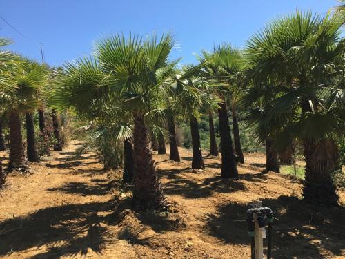 a row of palm trees on a dirt road at Egesta, villa with private pool in Calatafimi