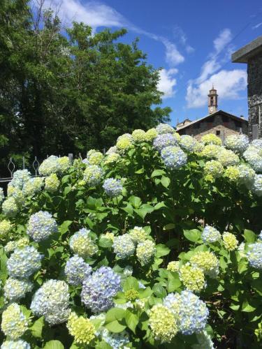 a bush of blue and white flowers in front of a building at Le Bricolle in Viggiù