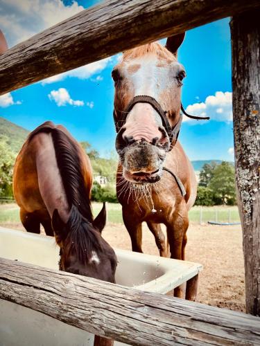 two horses eating food out of a fence at Agriturismo Casale Montebello in Monteleone di Spoleto